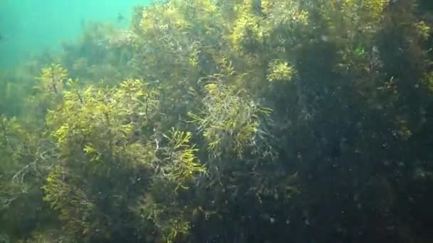 Cystoseira Algae Bebatuan Laut Hitam Bulgary — Stok Video