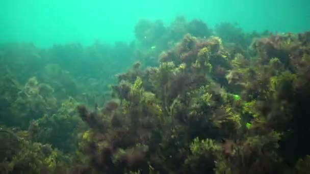 Цистосейра Водоросли Скалах Черном Море Болгария — стоковое видео