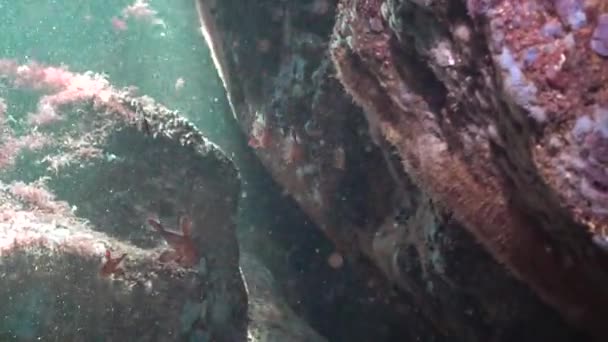 Pesce Del Mar Nero Triglie Nuota Boscaglie Alghe Cystosira — Video Stock