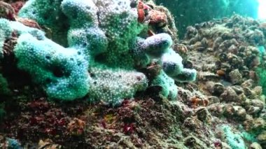 Tuzakların kirlenmesinde farklı türde deniz süngerleri. Karadeniz