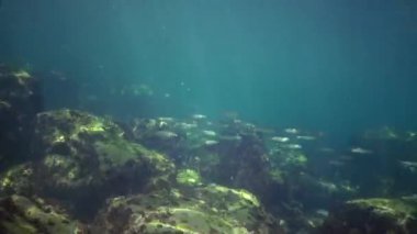 Karadeniz tekir balığı alg kistosira çalılıklarında yüzer.