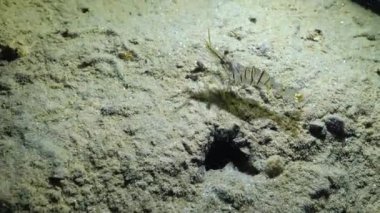 Karides taşı sarayı. Palaemon elegans, gece video görüntüleri