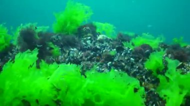 Karadeniz 'in yeşil yosunları. Ulva, Enteromorpha. Karadeniz 'den Flora, Ukrayna.