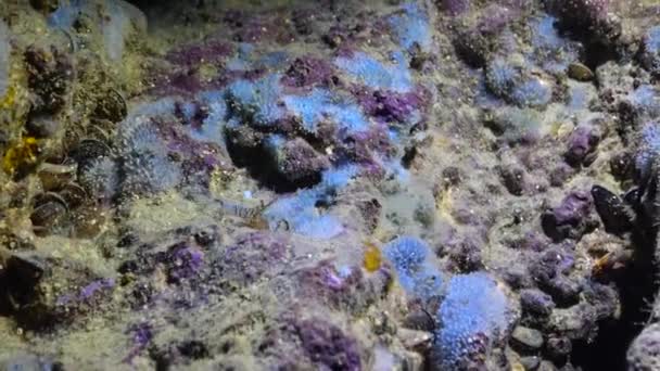 Різноманітні Морські Губки Гинуть Пастках Чорне Море — стокове відео