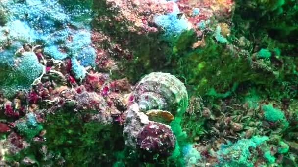 Различные Виды Морских Губок Загрязнении Подводных Камней Черное Море — стоковое видео