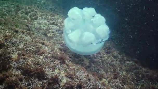 根茎状水母 Rhizostoma Pulmo 水母在黑海的水柱上游动 — 图库视频影像