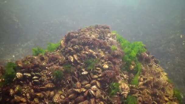 Algas Verdes Ulva Enteromorfa Las Profundidades Mar Negro Bulgaria — Vídeo de stock