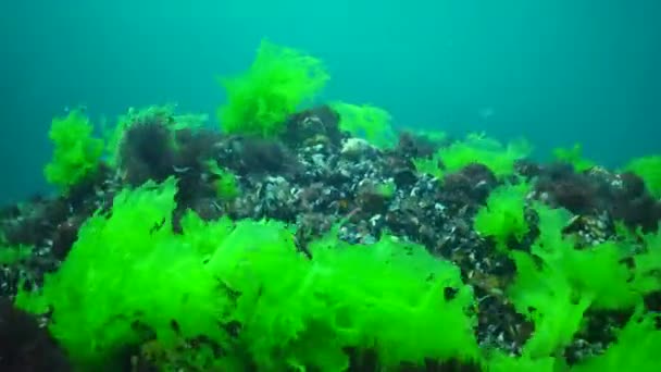 Algas Verdes Del Mar Negro Ulva Enteromorfa Flora Del Mar — Vídeos de Stock