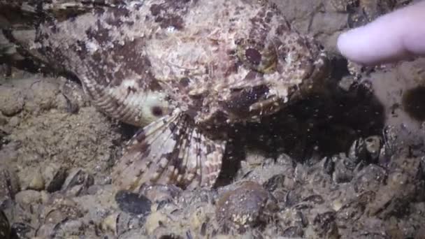 Отруйна Риба European Black Scorpionfish Scorpaena Porcus Black Sea Bulgaria — стокове відео