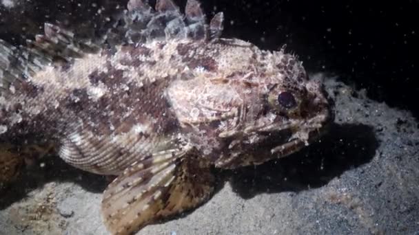 Отруйна Риба European Black Scorpionfish Scorpaena Porcus Black Sea Bulgaria — стокове відео