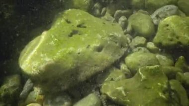 Zar yılanı (Natrix tessellata) su altında balık avlar. Avrupa 'da Colubridae familyasına ait zehirli olmayan bir yılan, Natricinae alt familyasına ait..