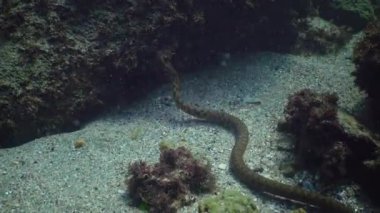 Zar yılanı (Natrix tessellata) su altında balık avlar. Avrupa 'da Colubridae familyasına ait zehirli olmayan bir yılan, Natricinae alt familyasına ait..