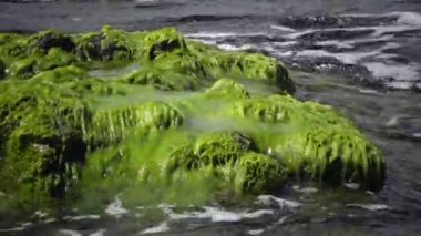 Karadeniz, Bulgaristan kıyıları yakınlarındaki sığ derinliklerdeki kayalardaki yeşil yosunlar