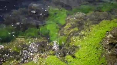 Karadeniz, Bulgaristan kıyıları yakınlarındaki sığ derinliklerdeki kayalardaki yeşil yosunlar