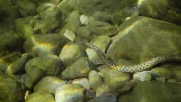 骰子蛇 Natrix Tessellata 在水下捕猎鱼 欧洲无毒蛇 属于Colubridae科 Natricinae亚科 — 图库视频影像