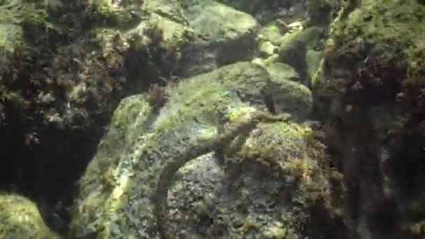 骰子蛇 Natrix Tessellata 在水下捕猎鱼 欧洲无毒蛇 属于Colubridae科 Natricinae亚科 — 图库视频影像