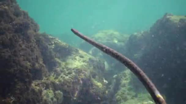 Кости Змеи Natrix Tessellata Охотятся Рыбу Водой Европейская Неядовитая Змея — стоковое видео