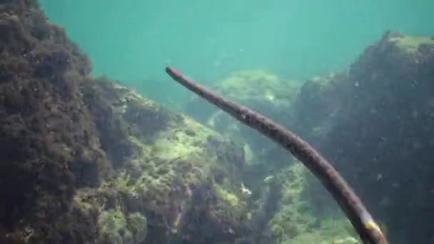 Die Würfelnatter Natrix Tessellata Jagt Fische Unter Wasser Europäische Ungiftige — Stockvideo