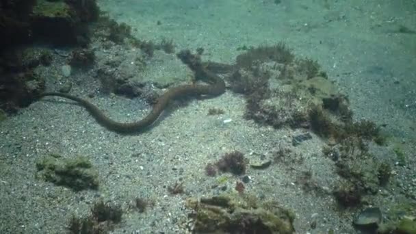 Tärningsormen Natrix Tessellata Jagar Fisk Vattnet Europeisk Icke Giftig Orm — Stockvideo