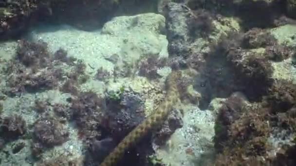 Serpiente Dados Natrix Tessellata Caza Peces Bajo Agua Serpiente Europea — Vídeos de Stock