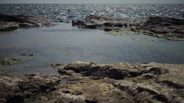 Зеленые Водоросли Скалах Малых Глубинах Побережья Черное Море Болгария — стоковое видео