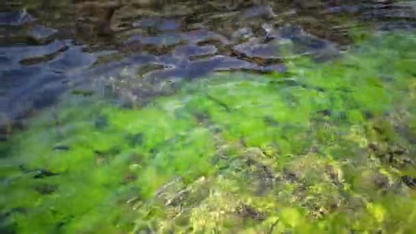 Karadeniz Bulgaristan Kıyıları Yakınlarındaki Sığ Derinliklerdeki Kayalardaki Yeşil Yosunlar — Stok video