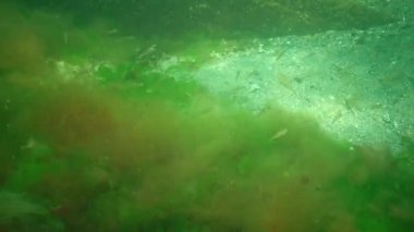 En küçük pelajik goby. Deniz yosunlarının çalılıklarında şeffaf goby (Aphia dakika)