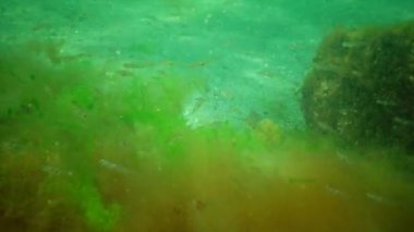 En küçük pelajik goby. Deniz yosunlarının çalılıklarında şeffaf goby (Aphia dakika)