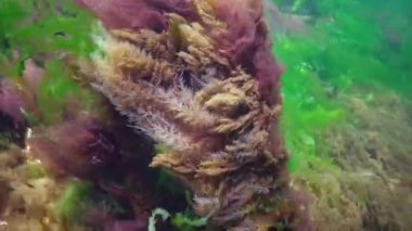 Obelia Hidroid Polipleri, Karadeniz 'deki deniz tabanında yeşil ve kırmızı algler ile çevrili. Su altı manzarası.