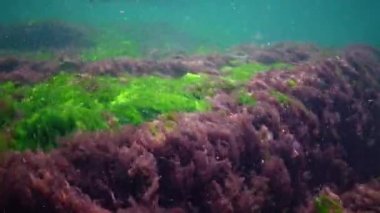 Karadeniz 'de deniz tabanında bulunan kırmızı, yeşil ve kahverengi algler (Porphyra, Enteromorpha, Ulva). Karadeniz 'deki sualtı manzarası.