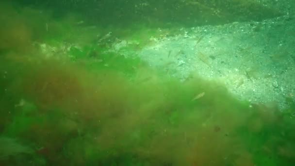 Najmniejszy Goby Pelagiczny Przezroczysty Goby Aphia Minuta Zaroślach Wodorostów Morskich — Wideo stockowe