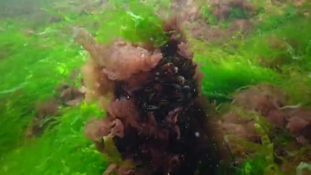 Mušle Obklopené Zelenými Červenými Řasami Mořském Dně Černého Moře Podvodní — Stock video