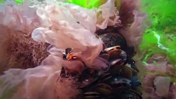 Muscheln Umgeben Von Grün Und Rotalgen Auf Dem Meeresboden Schwarzen — Stockvideo
