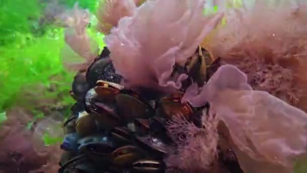 Cozze Circondate Alghe Verdi Rosse Sui Fondali Del Mar Nero — Video Stock