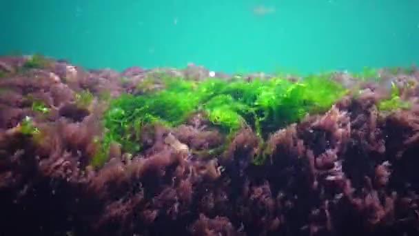 Rot Grün Und Braunalgen Auf Dem Meeresboden Schwarzen Meer Porphyra — Stockvideo