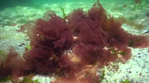 Rot Grün Und Braunalgen Auf Dem Meeresboden Schwarzen Meer Porphyra — Stockvideo