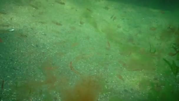 Le plus petit gobie pélagique. Gobie transparent (Aphia minuta) dans les fourrés d'algues 