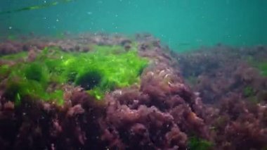 Karadeniz 'de deniz tabanında bulunan kırmızı, yeşil ve kahverengi algler (Porphyra, Enteromorpha, Ulva). Karadeniz 'deki sualtı manzarası.