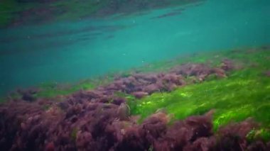 Karadeniz 'de deniz tabanında bulunan kırmızı, yeşil ve kahverengi algler (Porphyra, Enteromorpha, Ulva). Karadeniz 'deki sualtı manzarası.