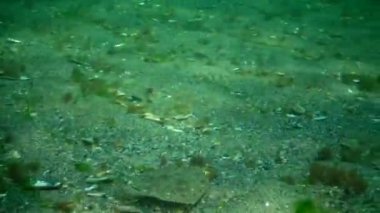 Genç balık bocalayıp deniz tabanındaki kumda gizlenmiş taklitçi, kılık değiştirmiş. Karadeniz