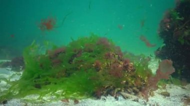 Karadeniz 'de deniz tabanında bulunan kırmızı, yeşil ve kahverengi algler (Porphyra, Enteromorpha, Ulva). Karadeniz 'deki sualtı manzarası.