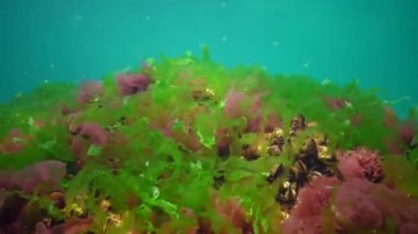 Karadeniz 'de deniz tabanında bulunan kırmızı, yeşil ve kahverengi algler (Porphyra, Enteromorpha, Ulva). Karadeniz 'deki sualtı manzarası.