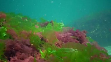 Karadeniz 'de deniz tabanında bulunan kırmızı, yeşil ve kahverengi algler (Porphyra, Enteromorpha, Ulva). Karadeniz 'deki sualtı manzarası.