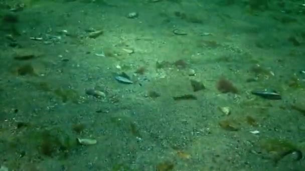 Jeune Poisson Plie Kalkan Déguisé Sur Sable Sur Fond Marin — Video