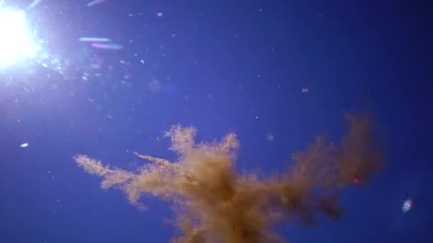 Algas Marrons Nadam Coluna Água Mar Negro Paisagem Subaquática Água — Vídeo de Stock