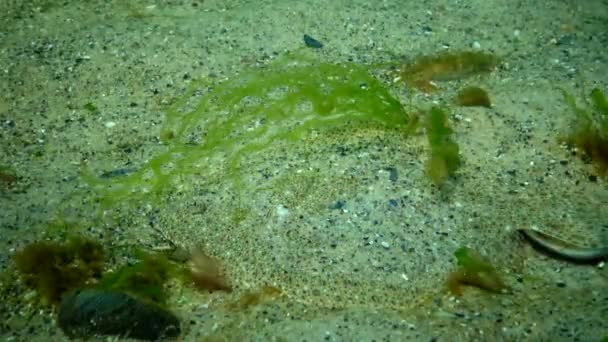 年轻的鱼比目鱼 Kalkan伪装在海底的沙滩上 黑海地区 — 图库视频影像
