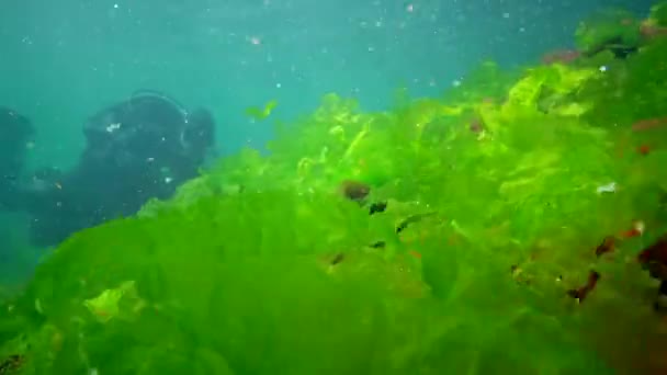 Paesaggio Sottomarino Diver Tocca Mani Alghe Verdi Enteromorpha Crescendo Una — Video Stock