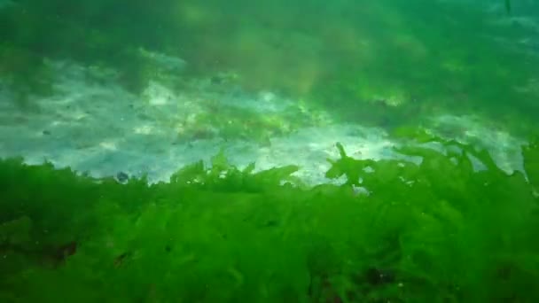 Underwater Landscape Black Sea Green Red Brown Algae Seabed Algae — Stock Video