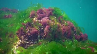 Karadeniz 'deki sualtı manzarası. Deniz tabanında yeşil, kırmızı ve kahverengi algler fırtına sırasında salınan algler.