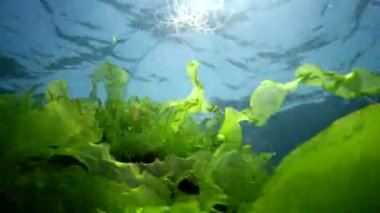 Karadeniz 'deki sualtı manzarası. Deniz tabanında yeşil, kırmızı ve kahverengi algler fırtına sırasında salınan algler.